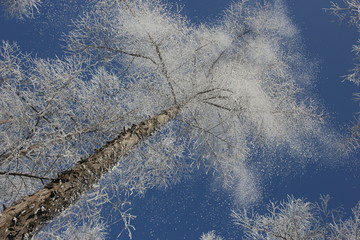 雾淞 雪景 冰天雪地 奇观 玉