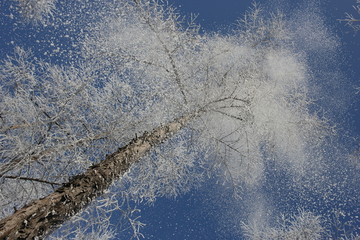 雾淞 雪景 冰天雪地 奇观 玉