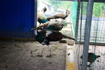 孔雀生态养殖场