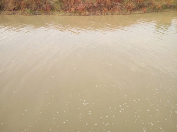 黄河水