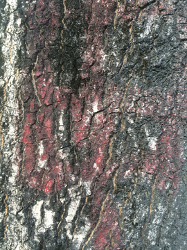 木纹理 纹理 树皮 背景 