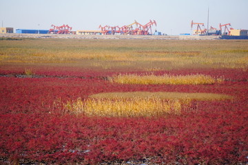 辽宁盘锦红海滩