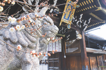 日本京都 北野天满宫 梅花