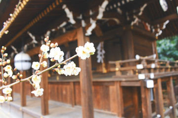 日本京都 北野天满宫 梅花