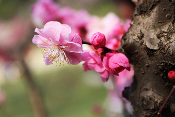 红梅
