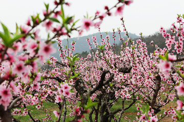 桃花