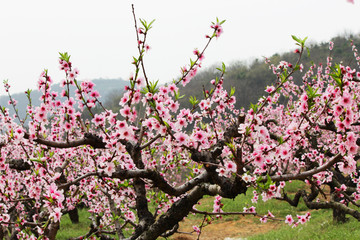 桃花林