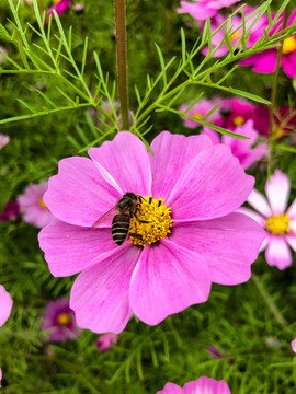 格桑花 蜜蜂