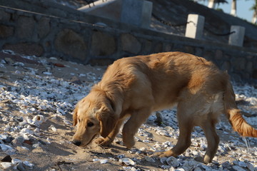 金毛狗犬