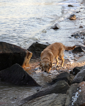 海边金毛狗犬