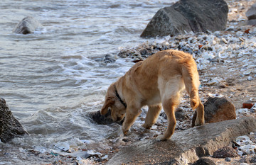 海边金毛狗犬