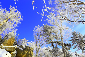 雾凇 冰雪风光 雪景 蓝天白云