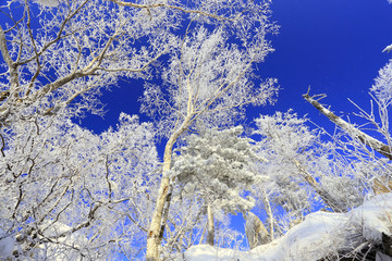 雾凇 冰雪风光 雪景 蓝天白云