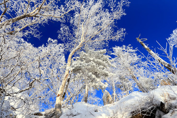 雾凇 冰雪风光 雪景 蓝天白云