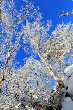 雾凇 冰雪风光 雪景 蓝天白云