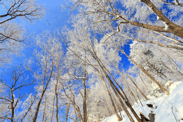 雾凇 冰雪风光 雪景 蓝天白云