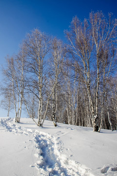 冬季山坡上的白桦林