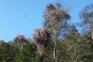 泰国红棉花树