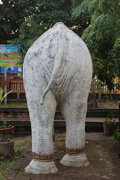 清曼寺寺大象象的的屁股