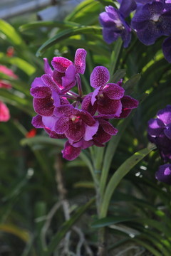 紫罗兰花草