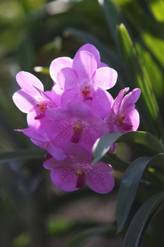 热带粉紫色花朵