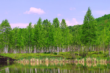 湖泊白桦林风景