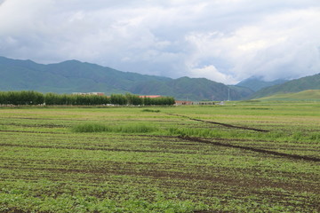 田野 沃土