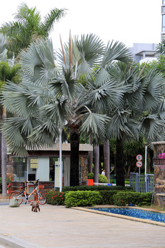 三亚棕榈树