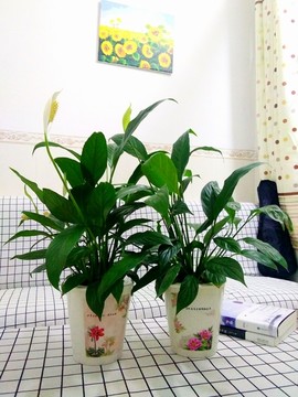 室内植物