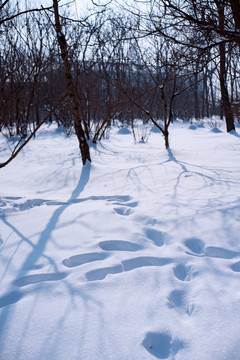 雪地