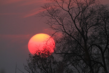 夕阳树木