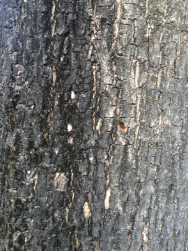 背景 纹理 树皮 树皮