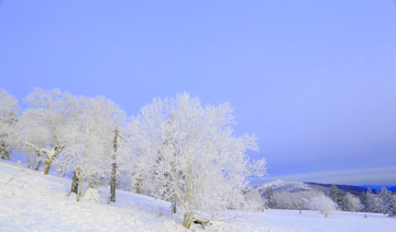 雾凇 冰雪风光 雪景 蓝天白云