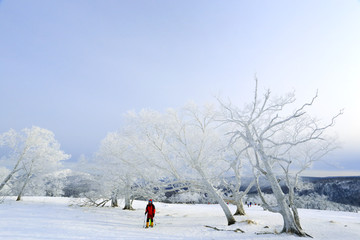 雾凇 冰雪风光 雪景 蓝天白云