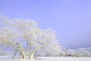 雾凇 冰雪风光 雪景 蓝天白云