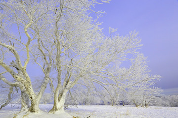 雾凇 冰雪风光 雪景 蓝天白云