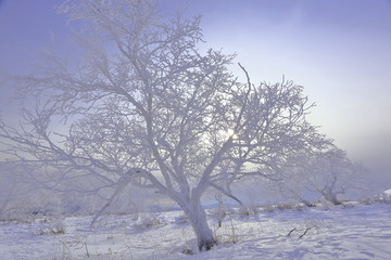 雾凇 冰雪风光 雪景 蓝天白云