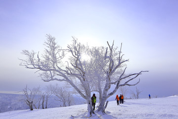 雾凇 冰雪风光 雪景 蓝天白云