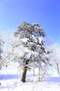 雾凇 冰雪风光 雪景 蓝天白云