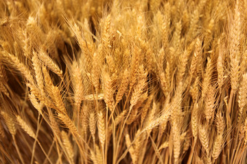 小麦 丰收 金色