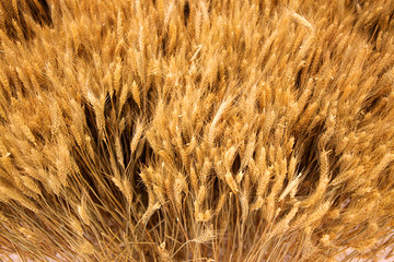 小麦 丰收 金色 秋天