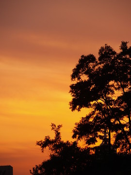 夕阳中的大树