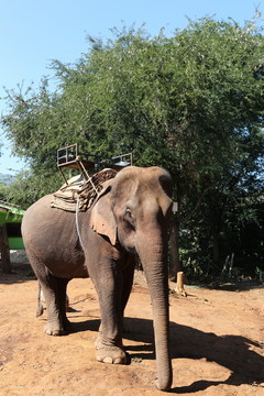 泰国大象营地的骑像