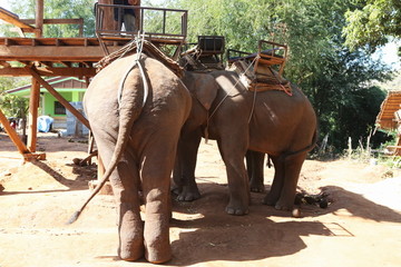 泰国大象和木台阶