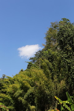 蓝天白云下的雨林