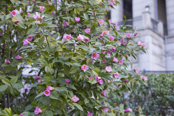 茶花