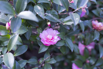 茶花