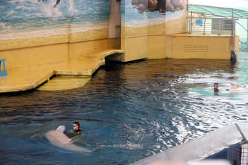 白鲸表演 动物表演 人鱼表演