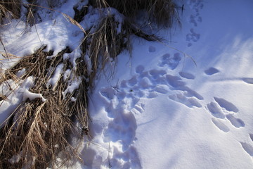 雪兔足迹