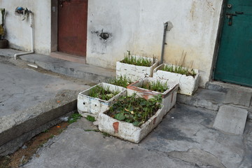 泡沫箱种菜